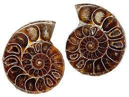 Ammonite: An Ancient Crystal's Journey - From Deep Seas to Daily Life - Krystallized