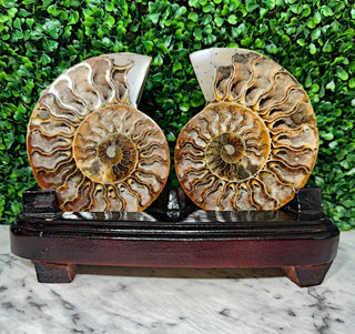 Ammonites - A Charismatic Fossil - Krystallized