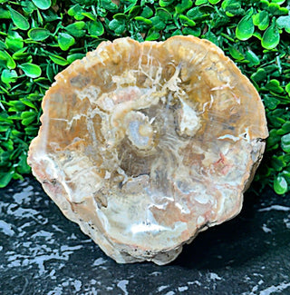 The Beauty Of Fossilized Wood - Krystallized