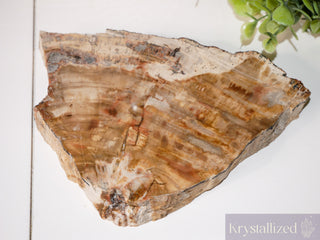 Fossilised Wood Slab - Low Grade